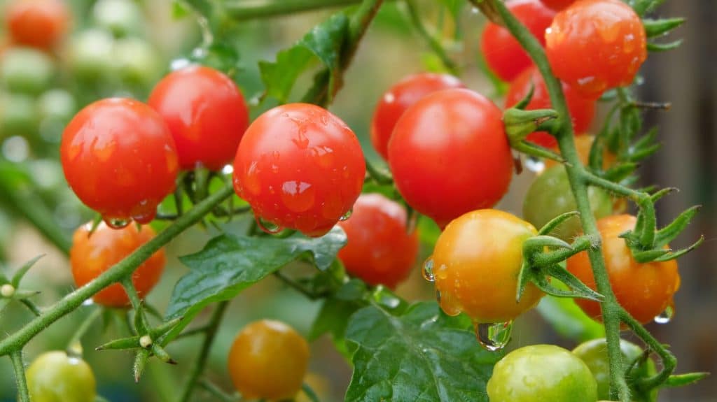 Ponga un par de gotas en pepinos, tomates y pimientos: crecerán abundantemente