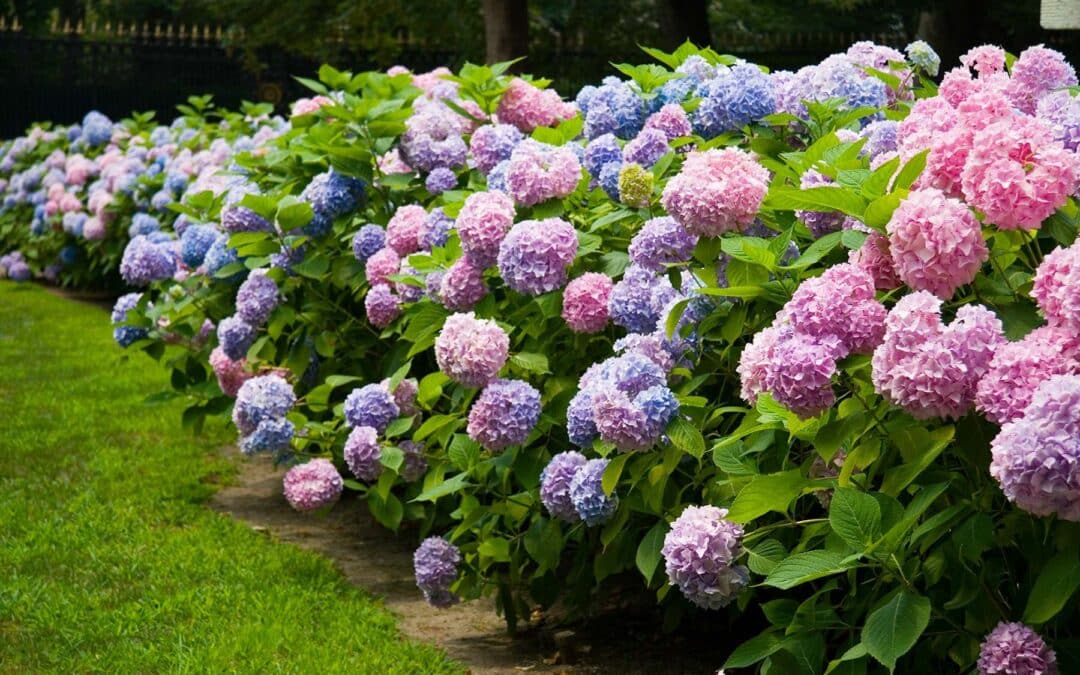 10 secretos para sacar más flores a tus hortensias