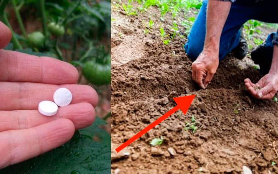Cómo rejuvenecer las plantas moribundas: el método de la aspirina